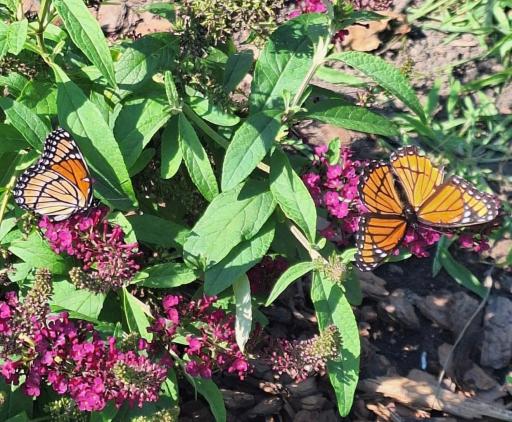 Heirloom Plants & Flowers - Butterflies galore