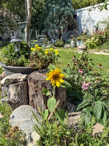 Heirloom Plants & Flowers - Butterflies galore