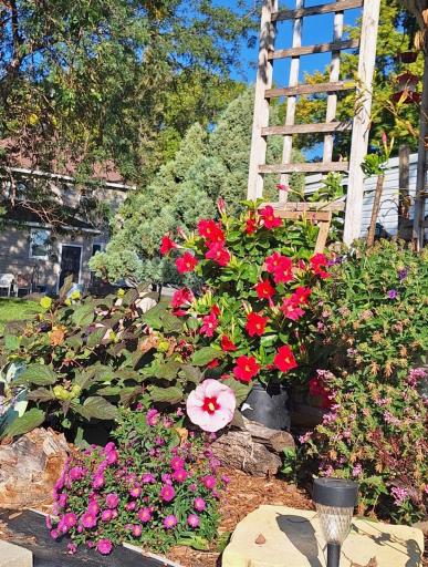 Heirloom Plants & Flowers - Butterflies galore