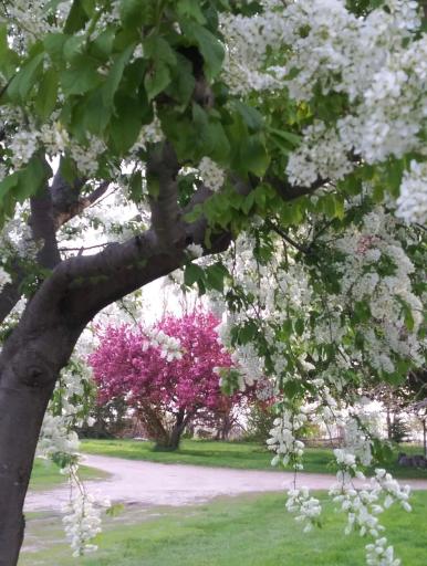 Spring Blooms