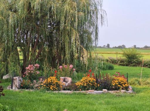 Heirloom Plants & Flowers - Butterflies galore