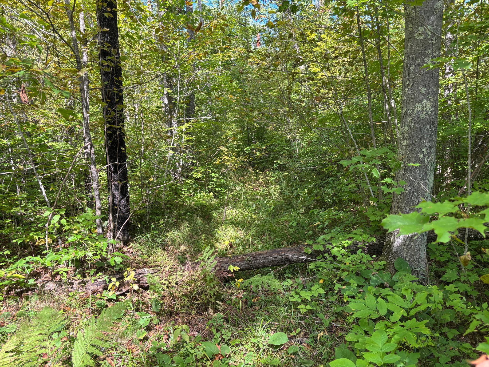 Property photo for TBD 235th Place, Mcgregor, MN 55760