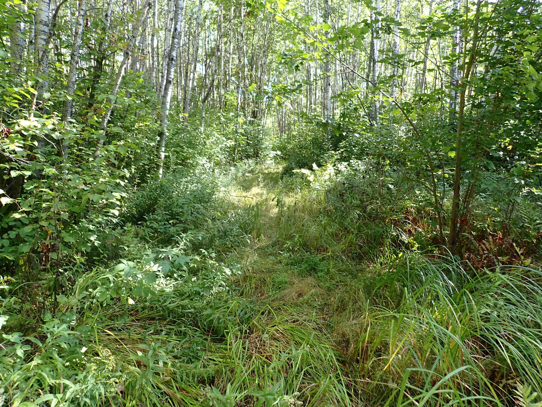 Regular travel or a an afternoon with a brush hog would make this path clean and tidy.