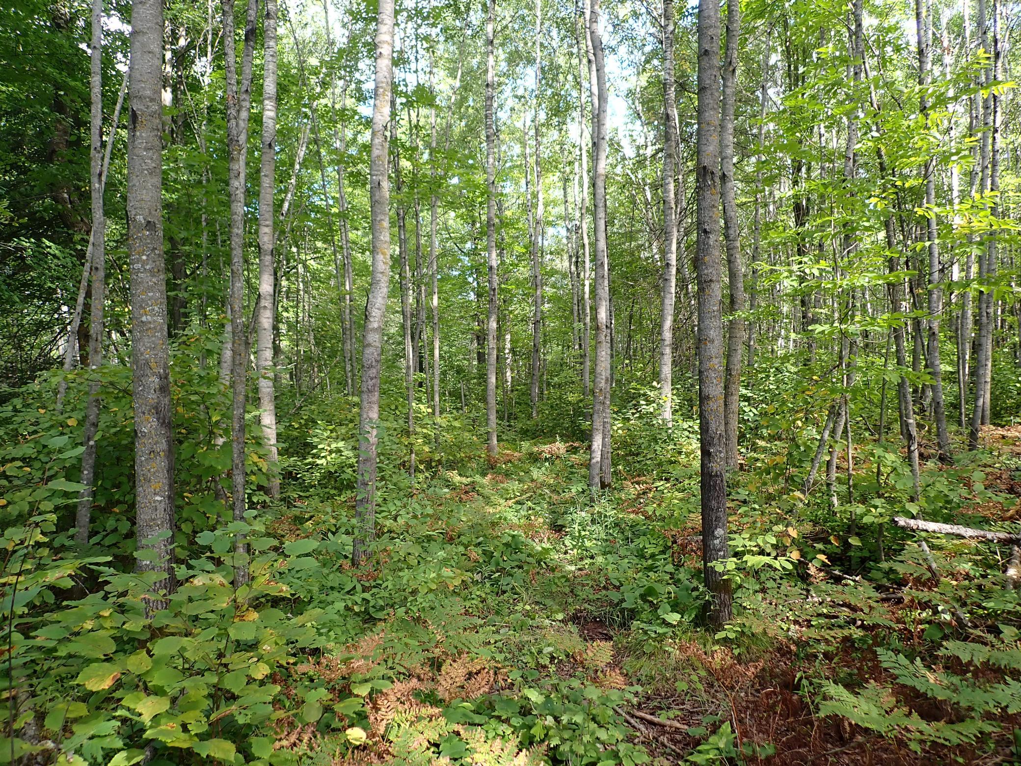 Looking West along the section of path that continues N-S on the western edge of the property. At this point the trail is narrower but passable with an ATV. It is a bit tight currently for SxS