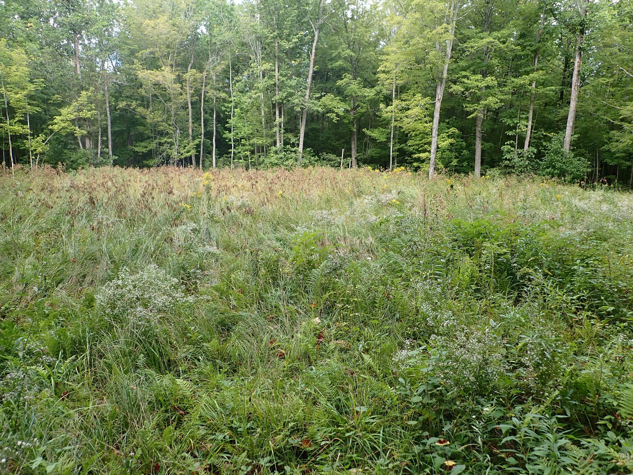 Another view of the cleared portion near Reuben Johnson Road.