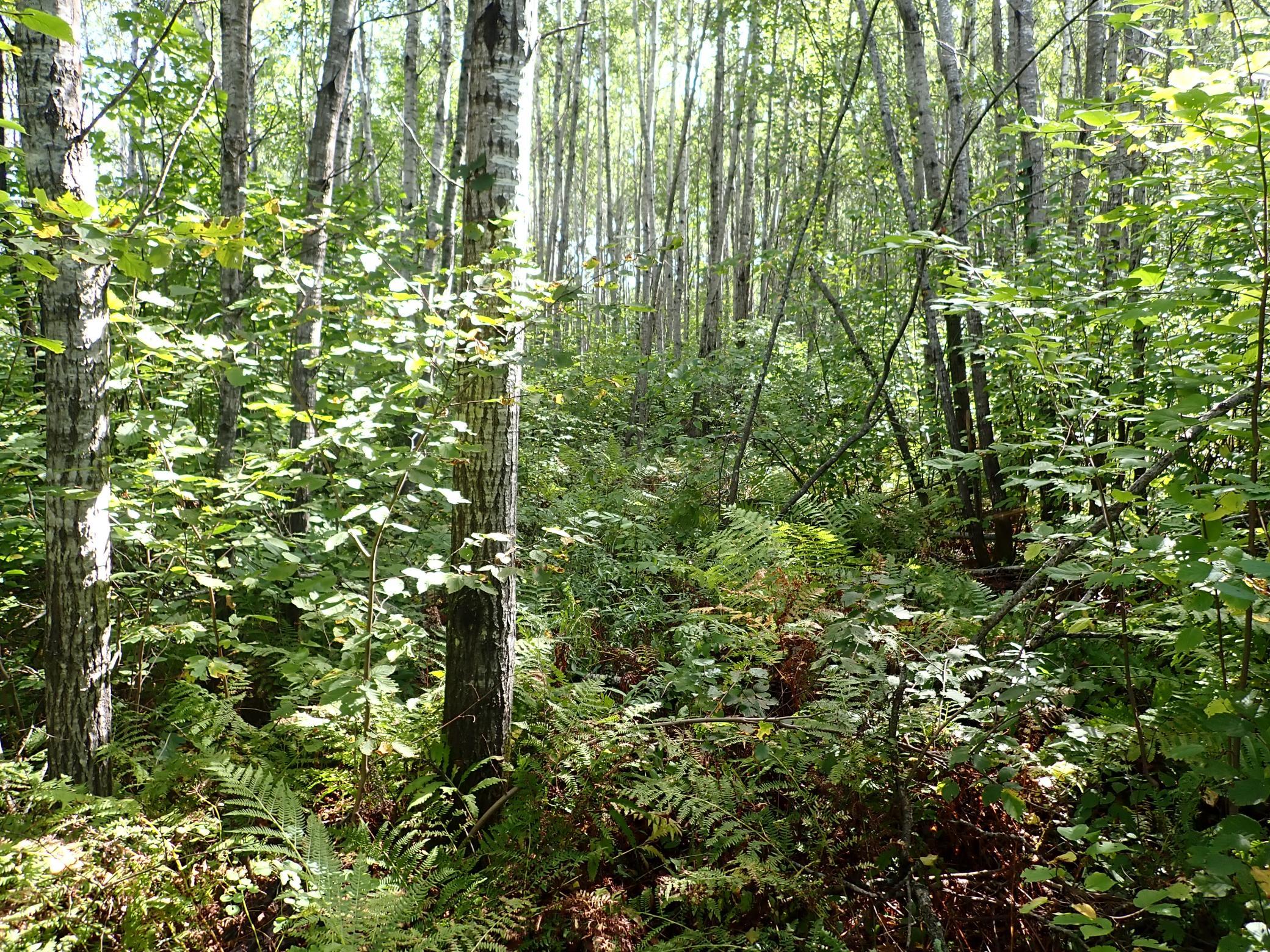 Looking West along the N-S portion of the path within 51-056-4100