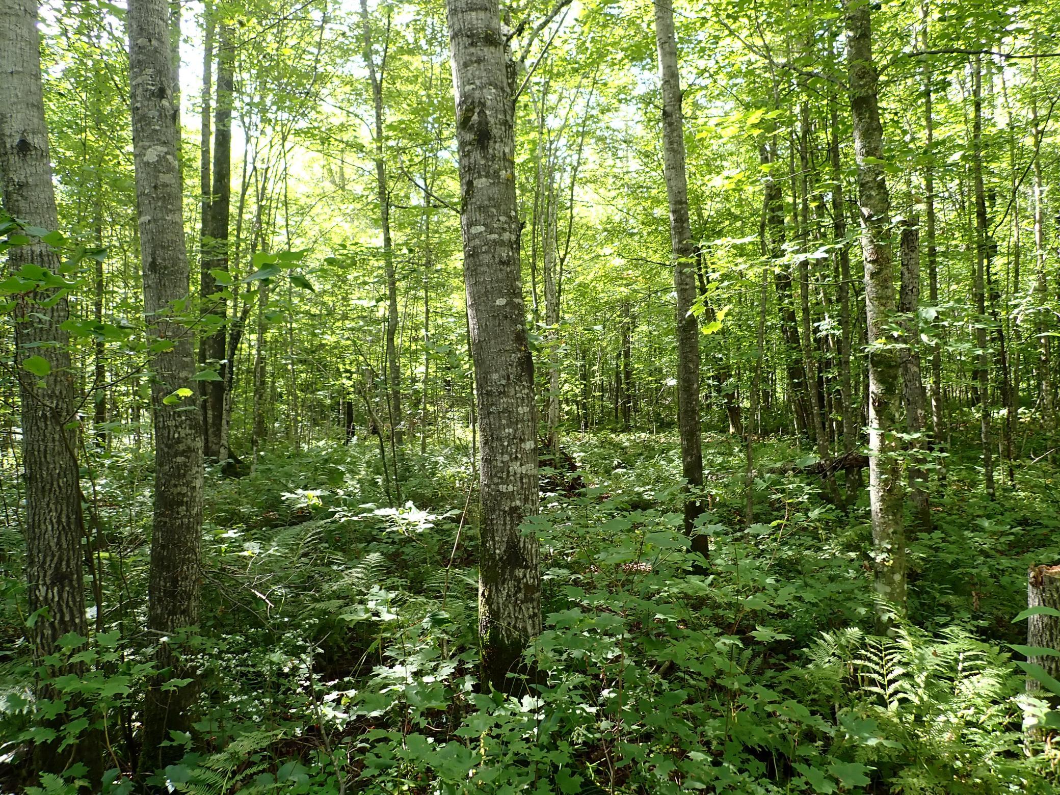 A mature stand of poplar sits just West of the cleared area at the East edge of the property. Looking South.