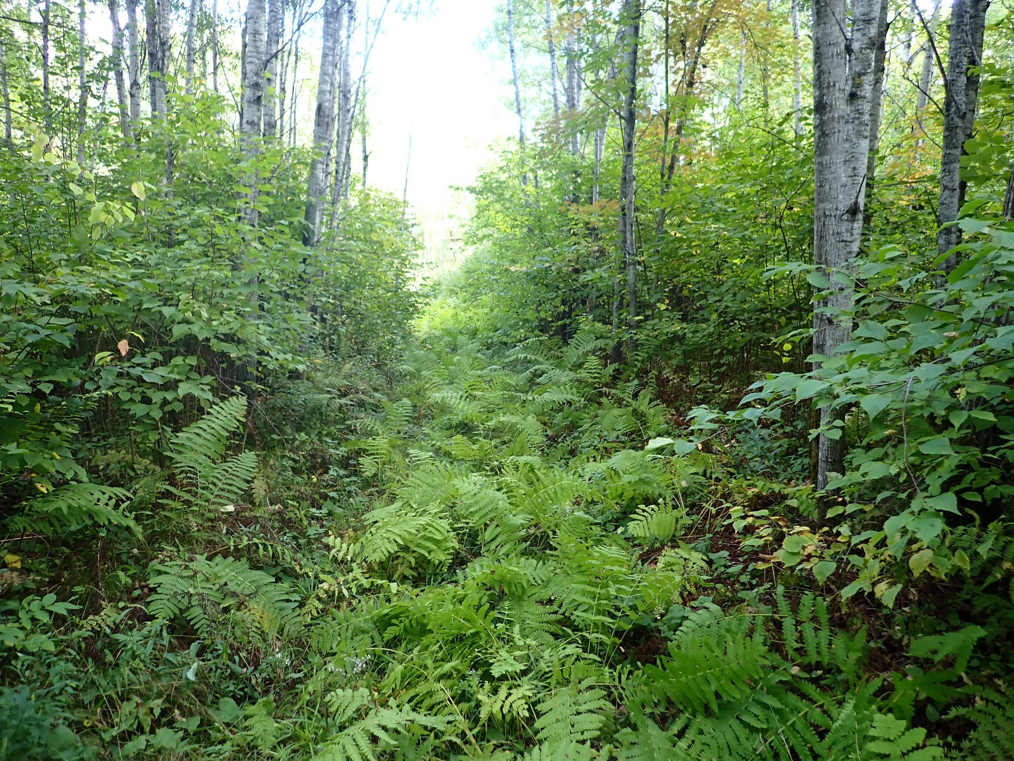 Approaching a clearing and headed East within PID 51-056-4100