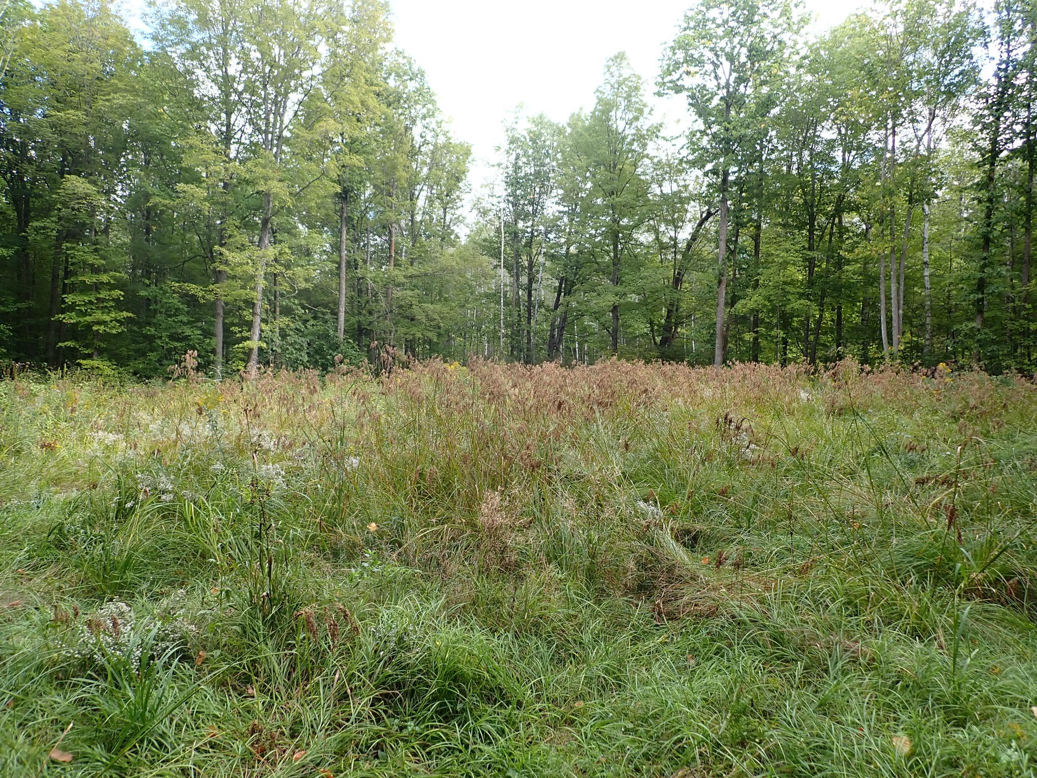 Looking North at the cleared area of the East parcel.