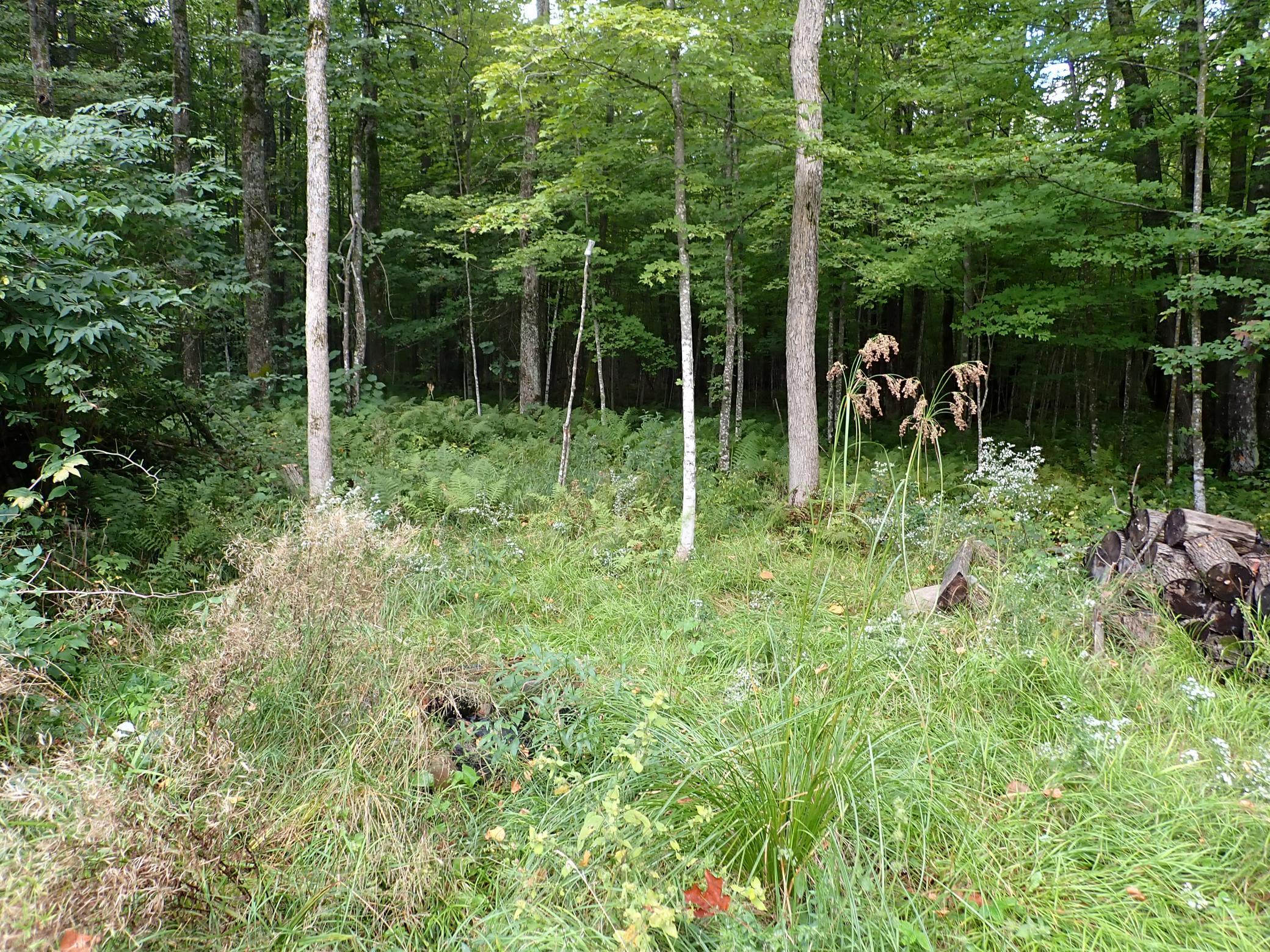 Looking WSW from the cleared area. The highest point in the property is most likely in this direction based on topo data.