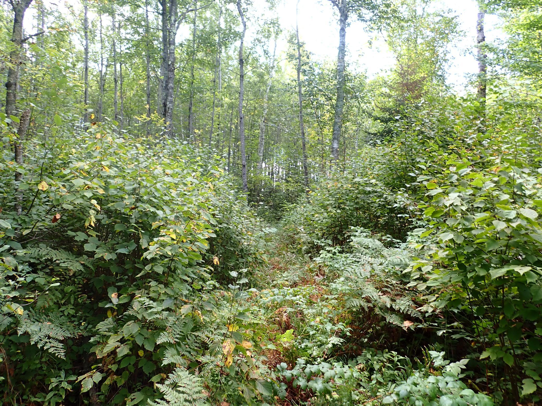 There is dense growth made up of ferns, raspberry and other plants as you look South within 51-056-4100