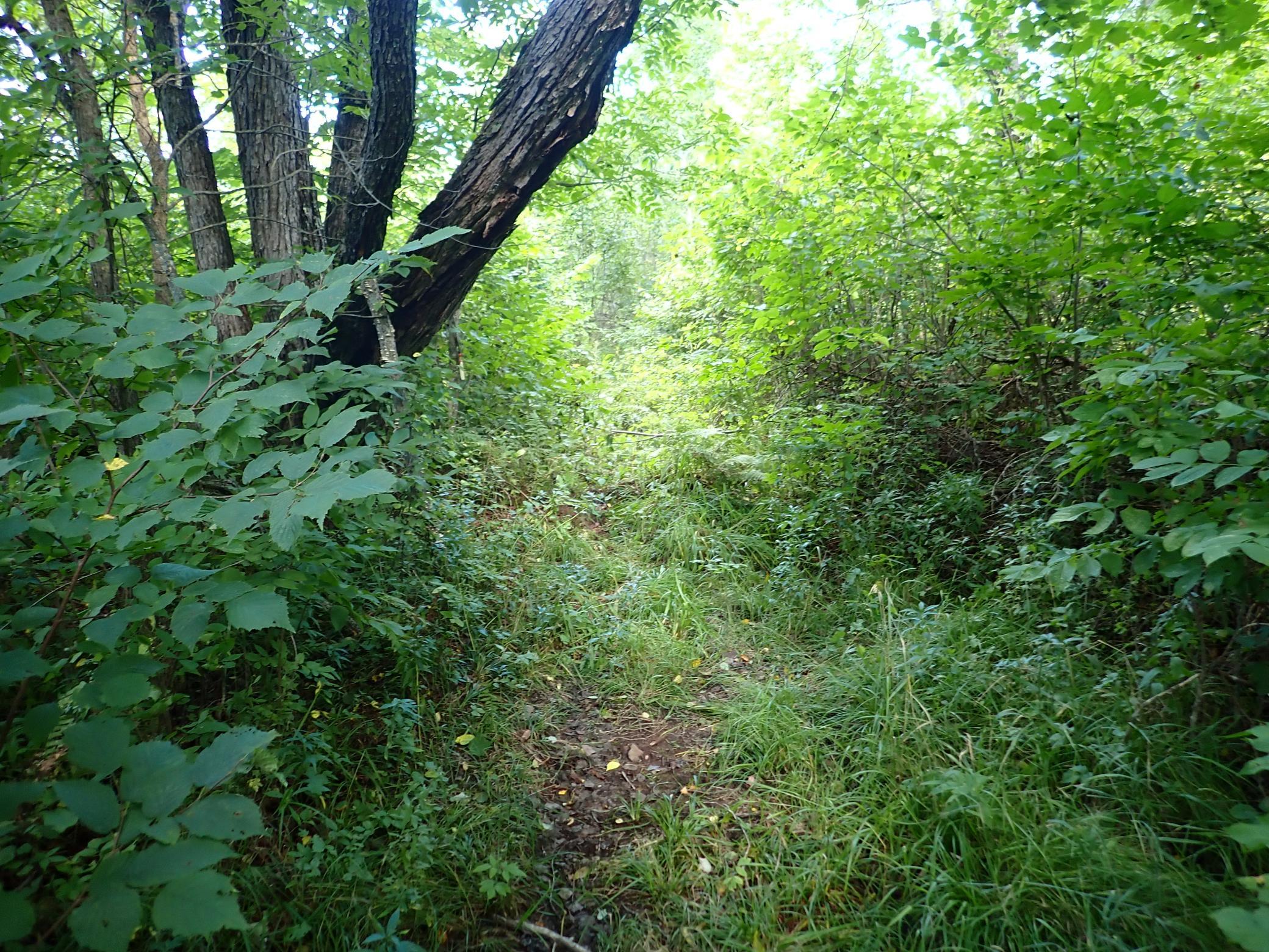 The southern portion of the N-S path within 51-056-4100. This section of trail goes generally downhill and abuts a 40 acre parcel of county-administered tax-forfeit land [51-056-4070].