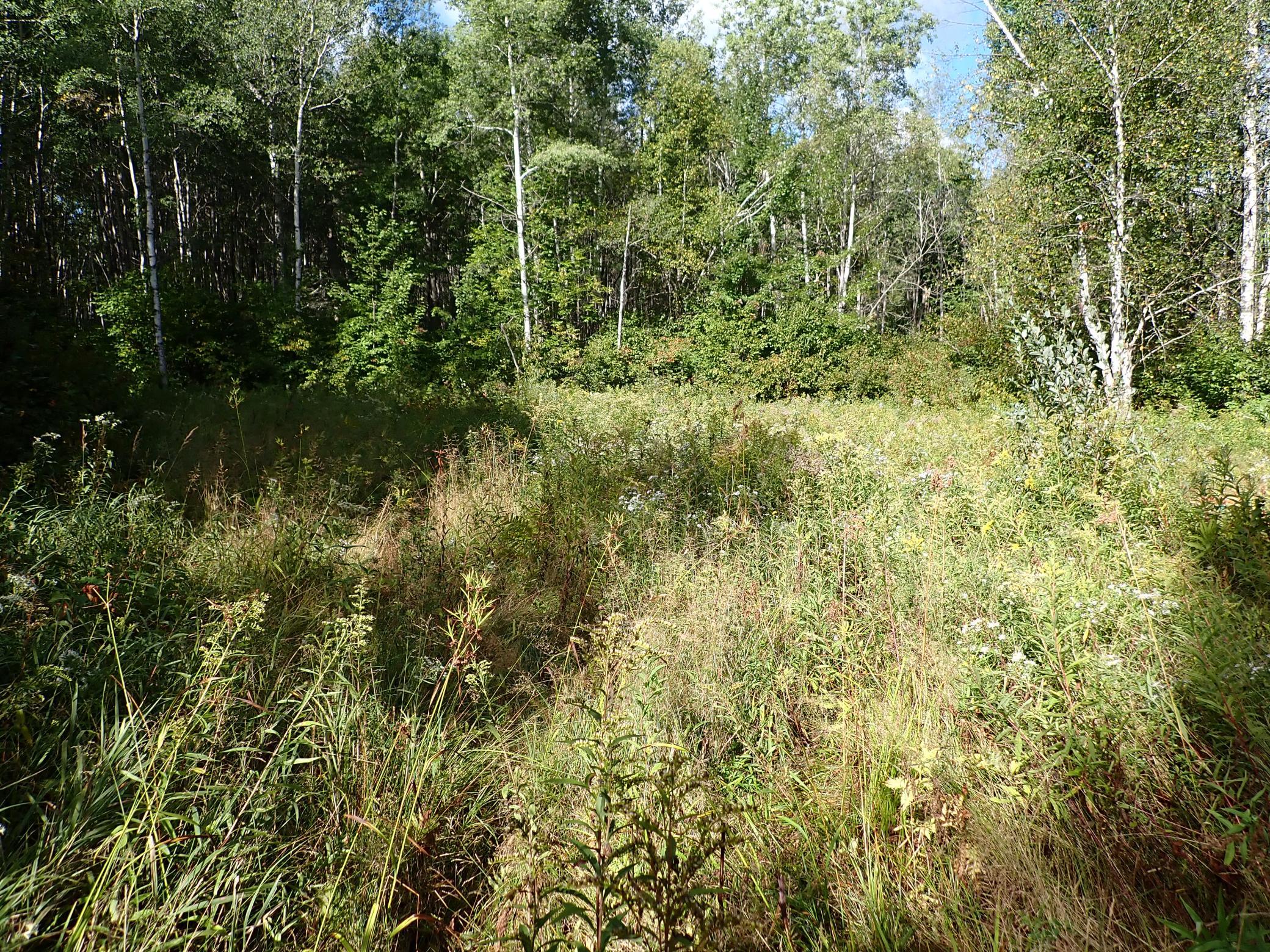 Central clearing looking to the NW from the path.