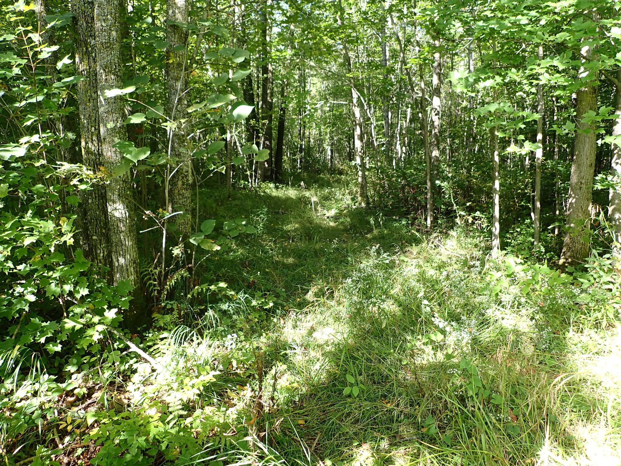 Looking WNW along the path from the cleared area. This point is approx 231 yds from the northern property line and 72 yards from the road frontage.
