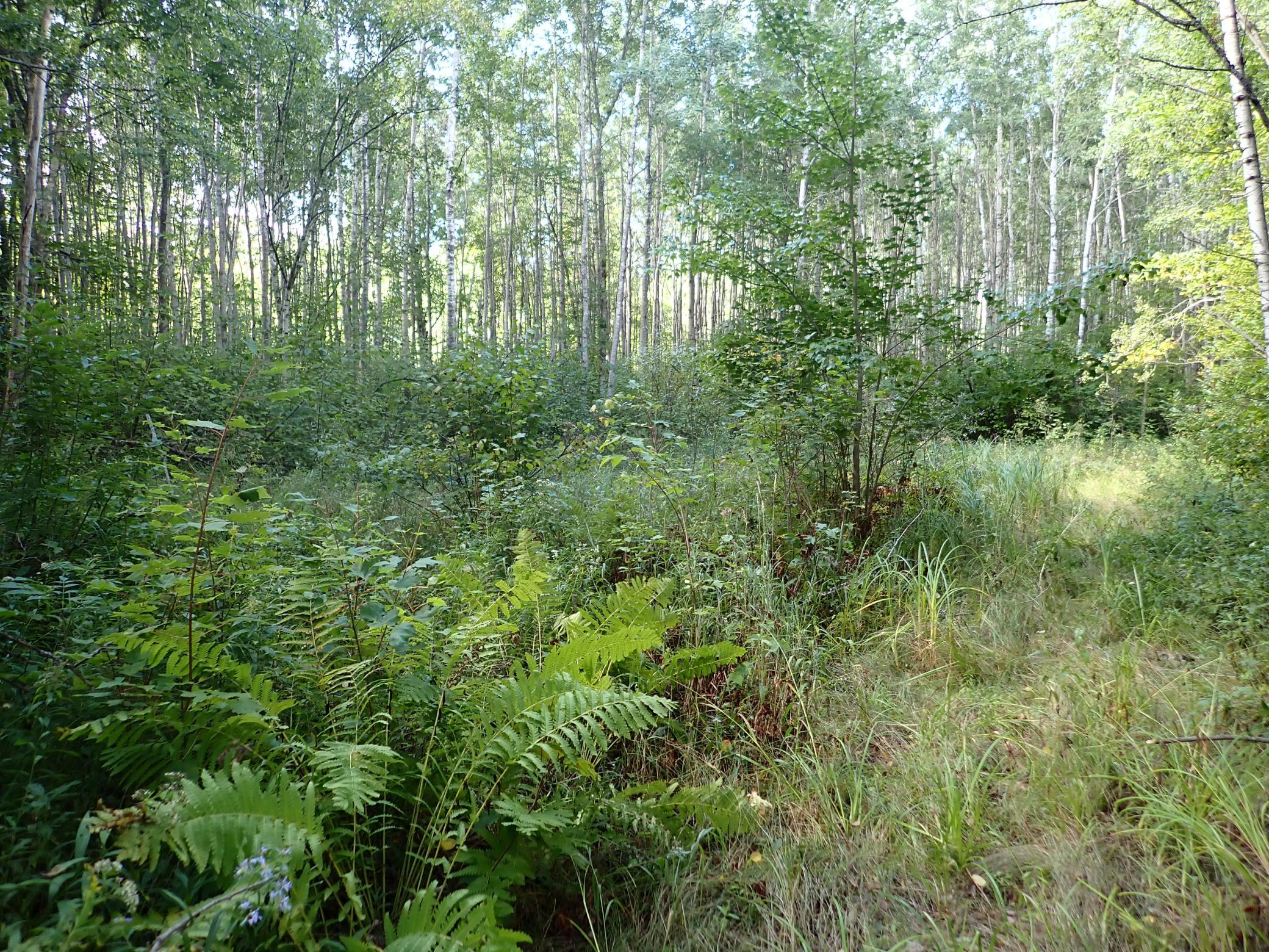 This clearing is approximately 80 yards from the deerstand seen in other photos and 400 yards from the western edge of the property.
