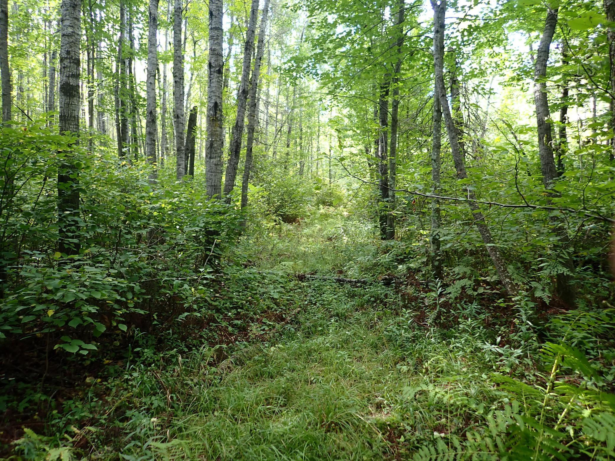 The woods approaching the back of the property is the most mature on the land.
