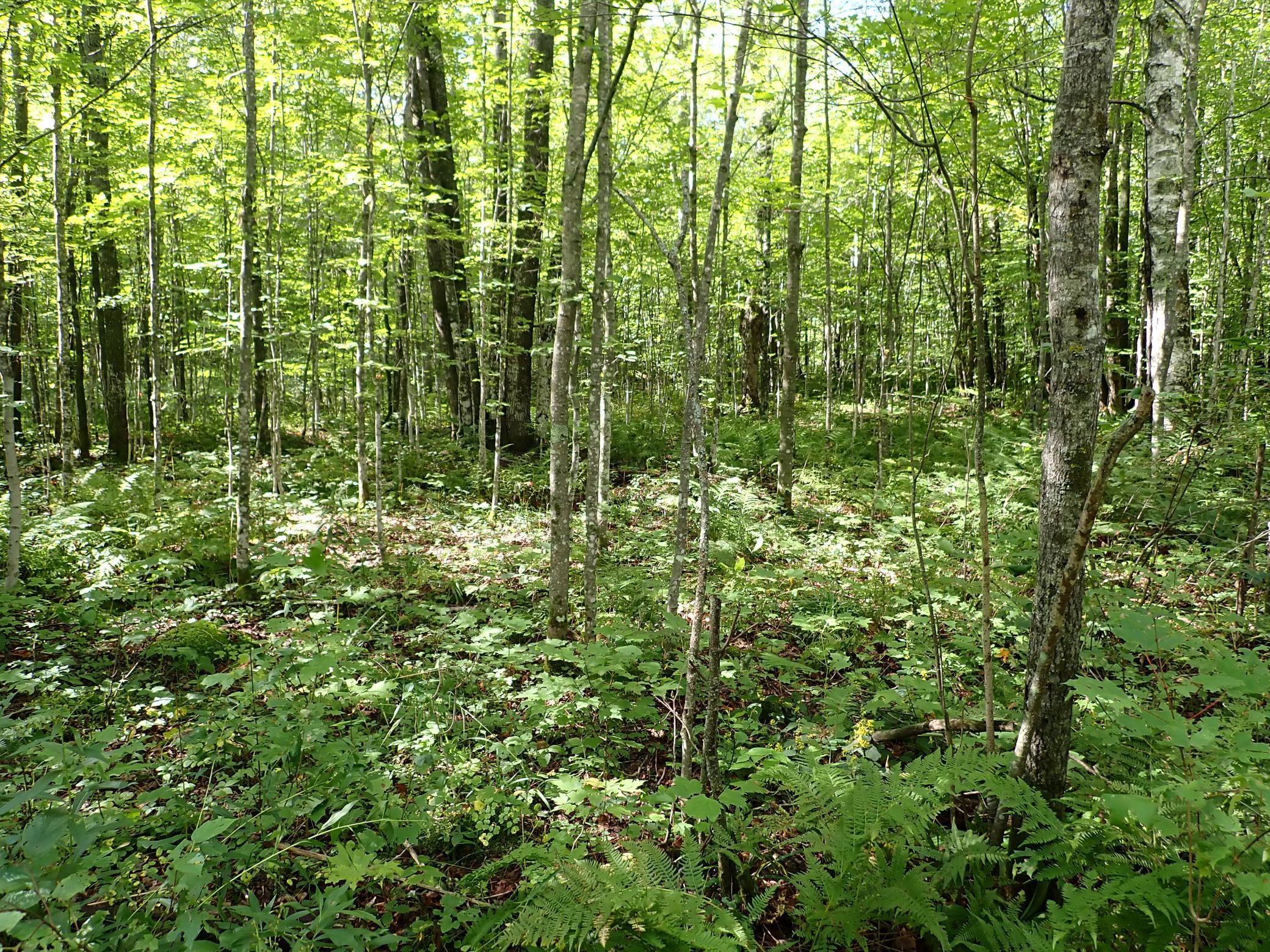 Looking North along the path [approximately middle of 51-056-4090]