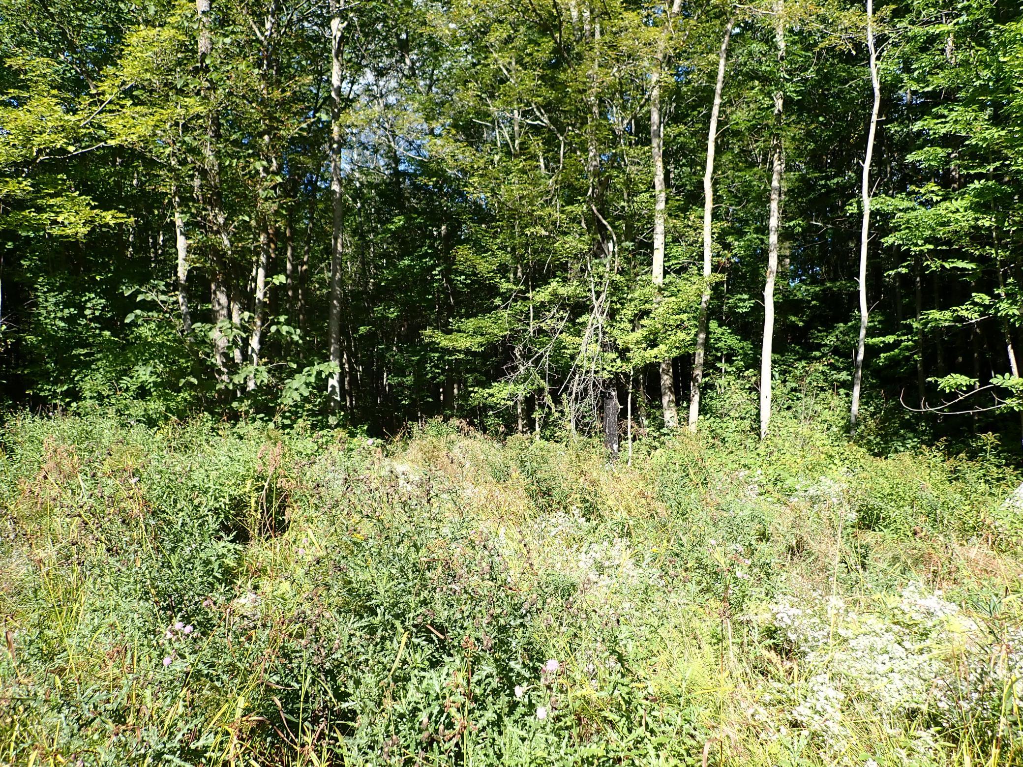 The entrance to the road/path from the cleared section at the front of the property.