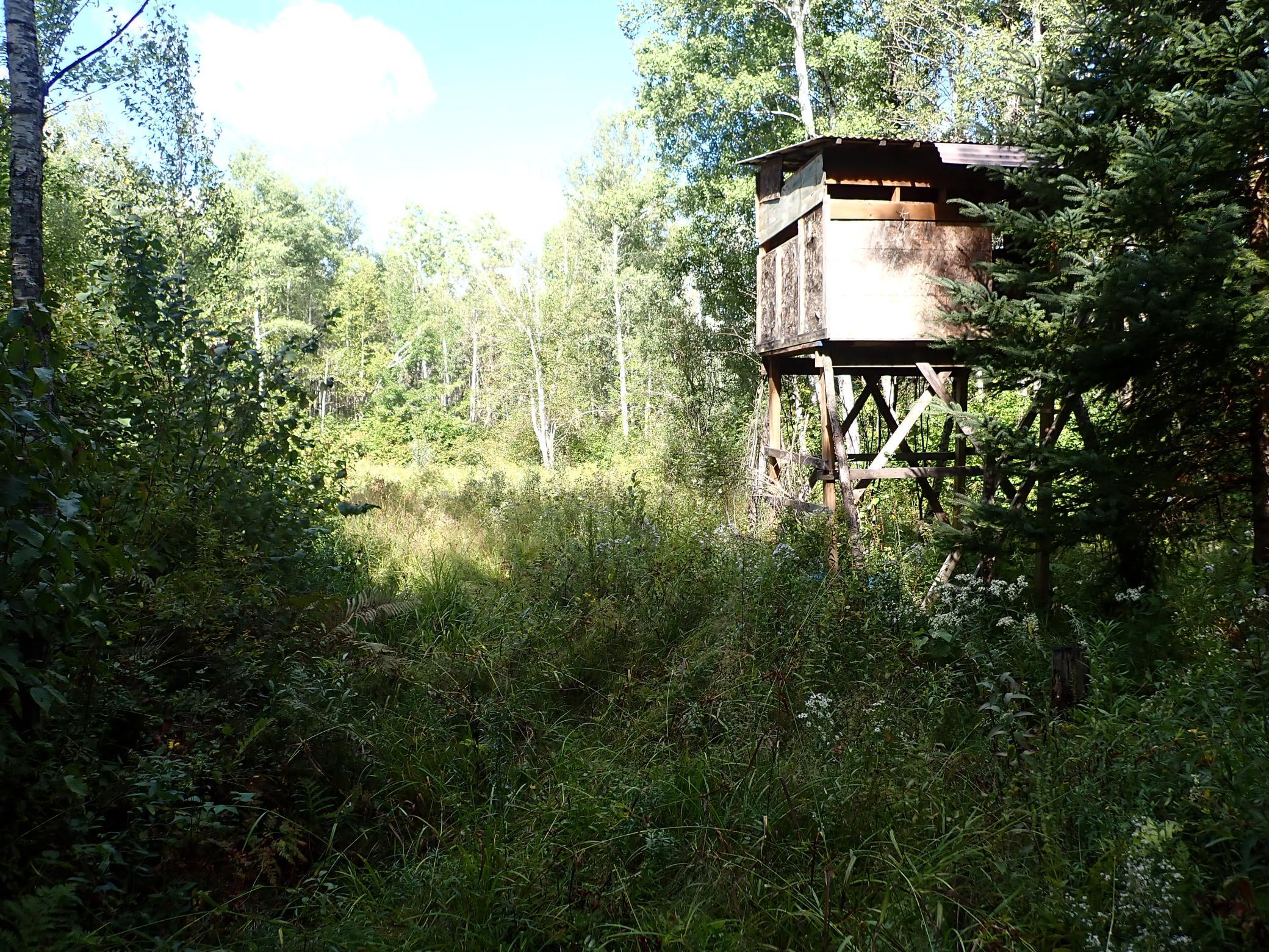 The back of the stand, facing West and looking out towards the cleared area at middle of property.