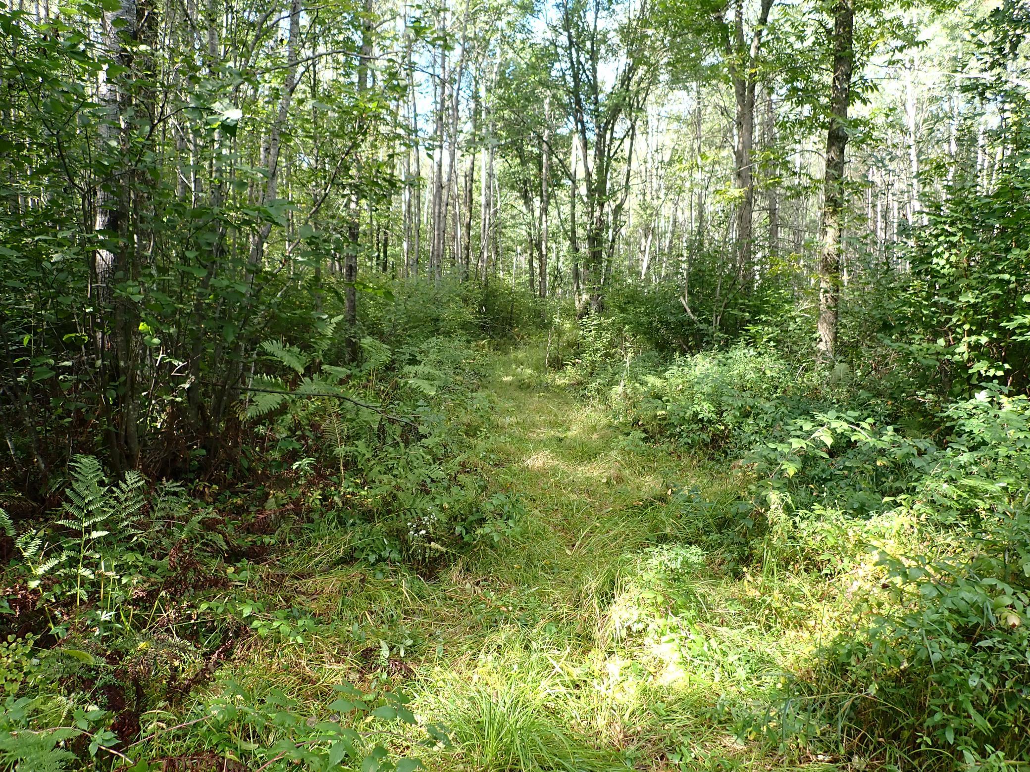 Headed West and approaching the clearing at the midpoint of the property.