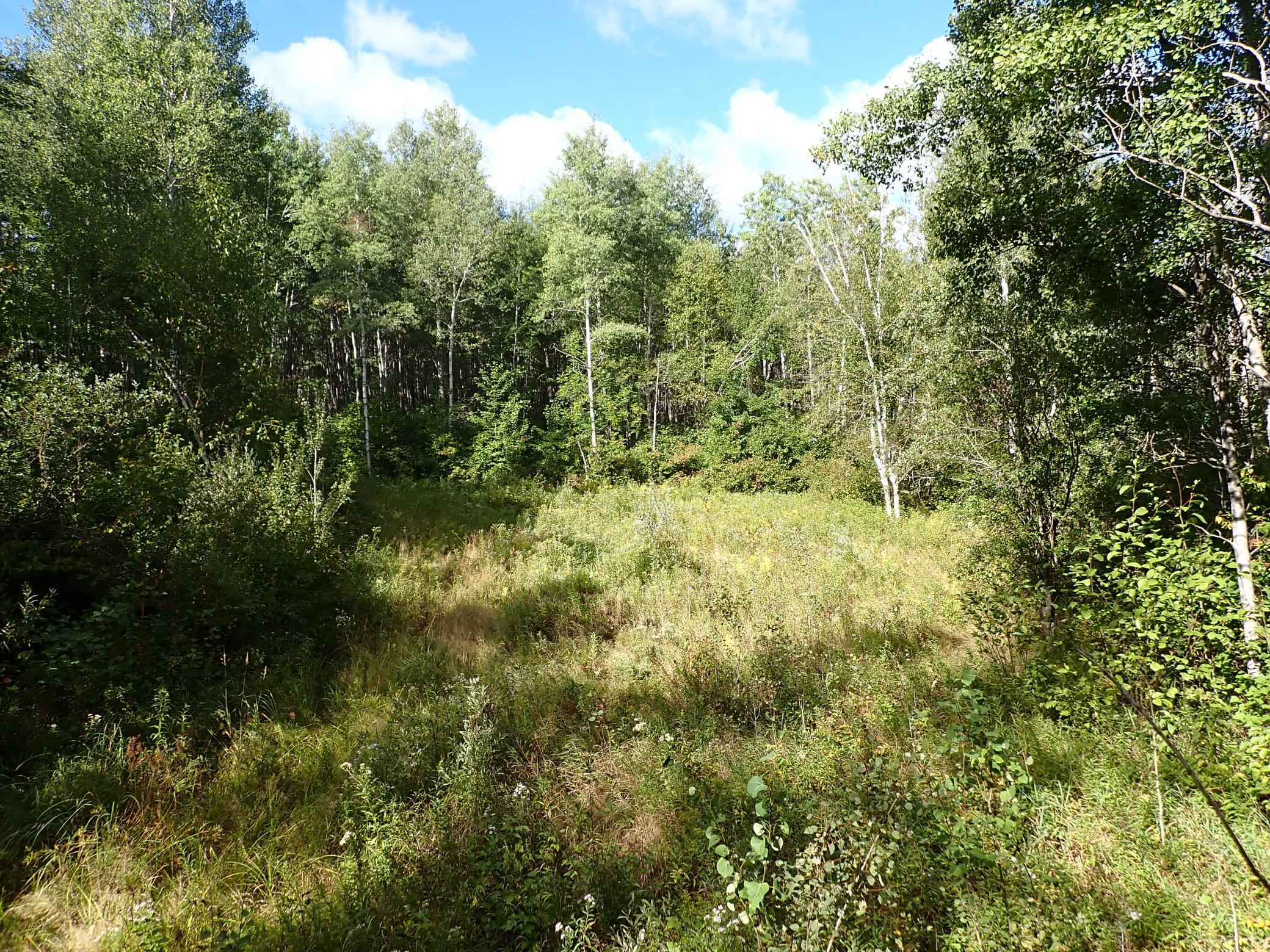 View West from base of deerstand.
