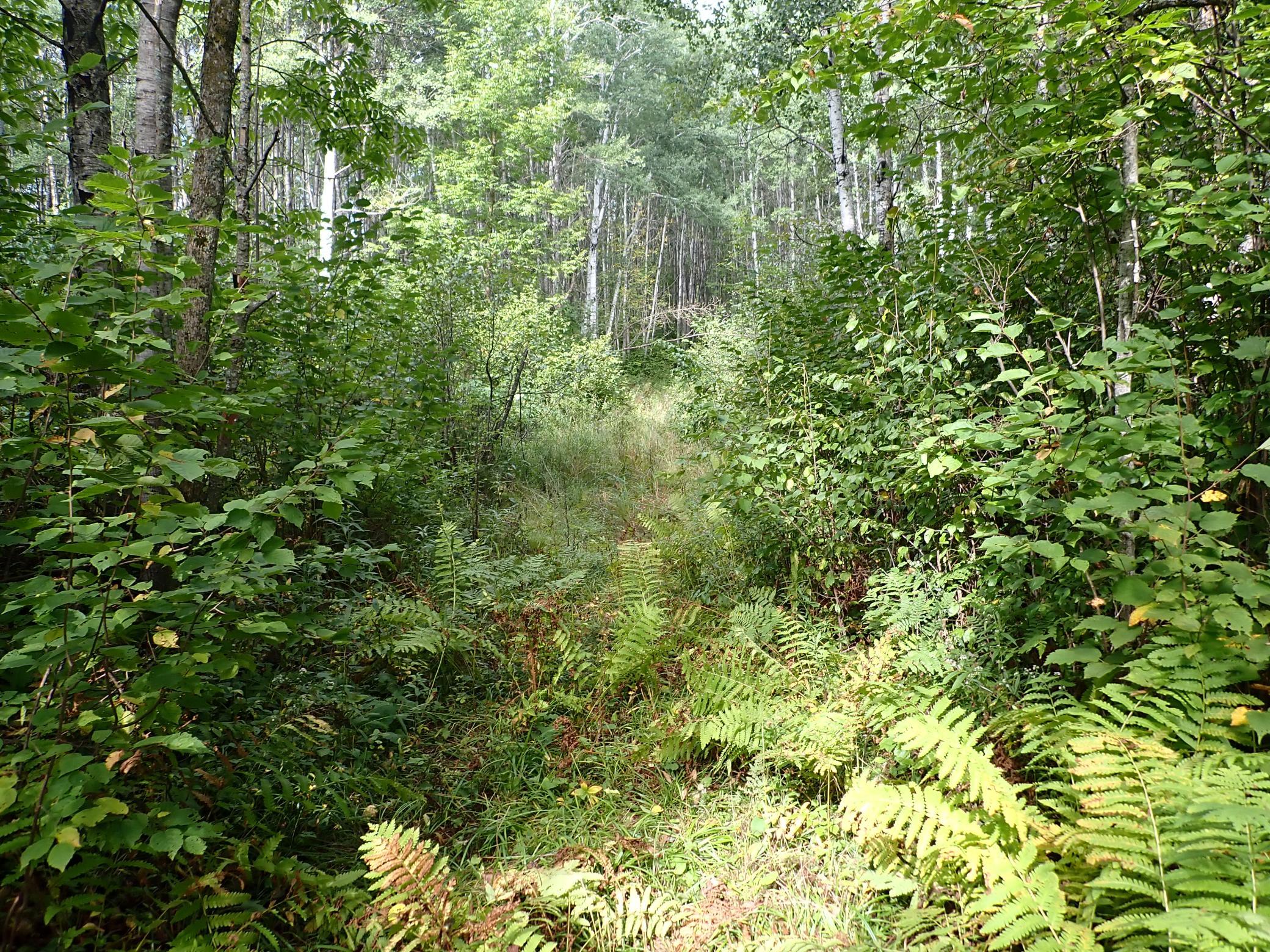 Continuing West along the path. This is still wide enough for an ATV or SxS at this point.