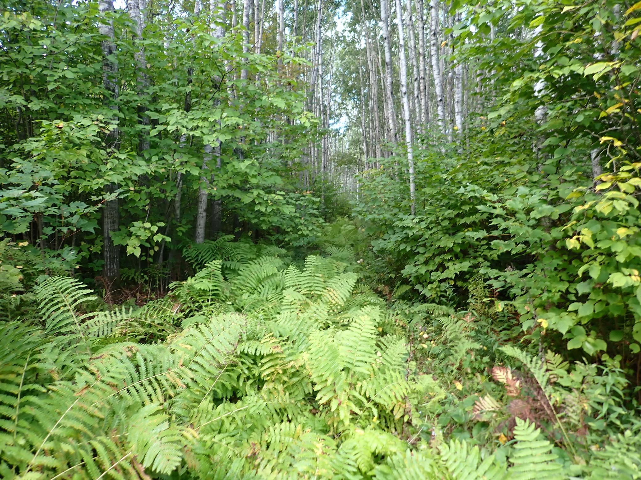 As the clearing narrows back into the path and heads generally West, a mature grove of Birch trees rise above and create a complex multi-story growth.