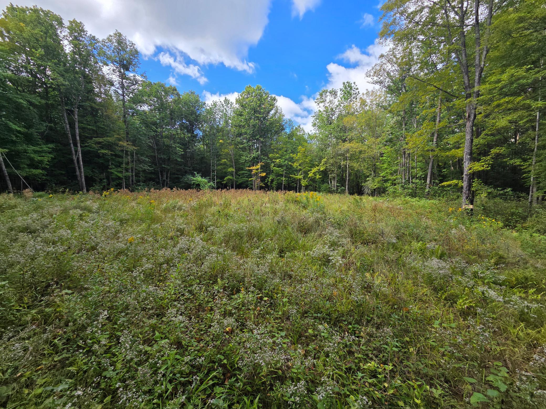 Alternate view of the front cleared area.