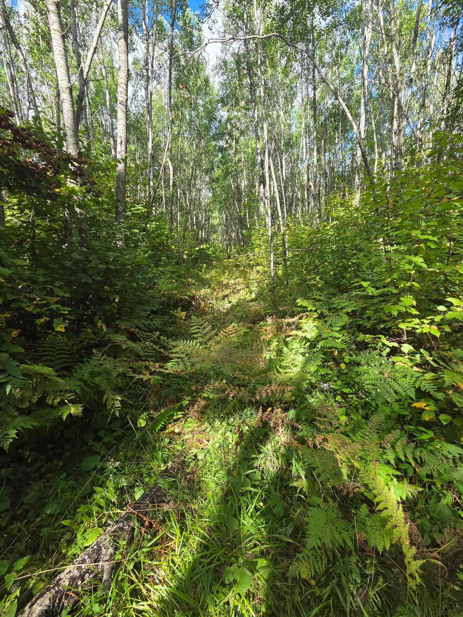 The woods is predominantly poplar and birch with a well developed understory.