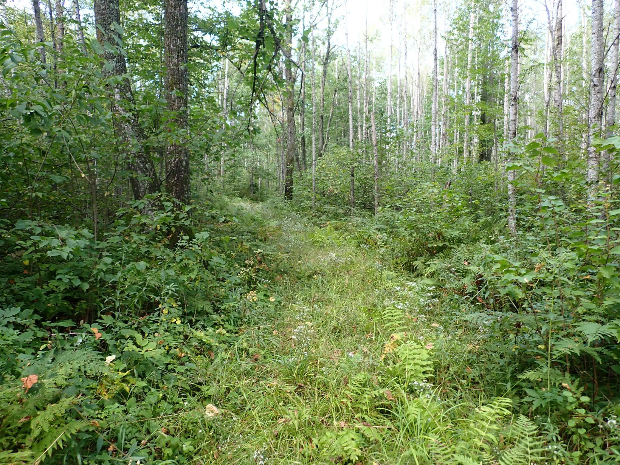 View of the trail heading due West, shortly before the clearing at midpoint between E and W parcels