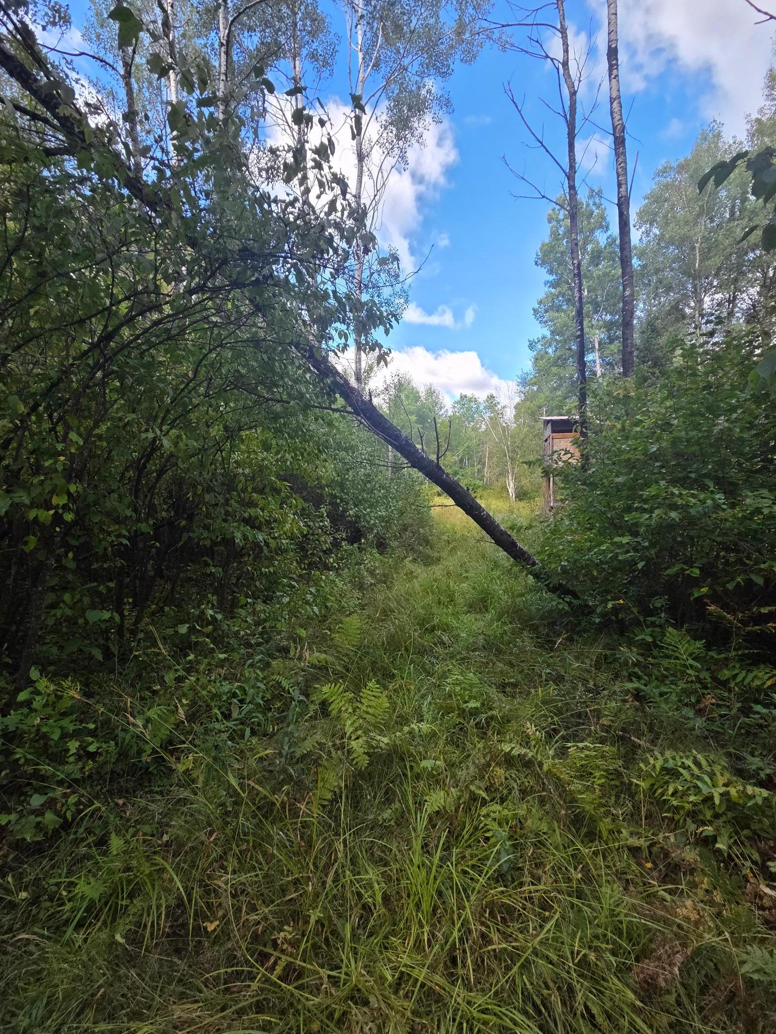 Looking West towards the deerstand and clearing. See later photos showing aerial views and points of interest.