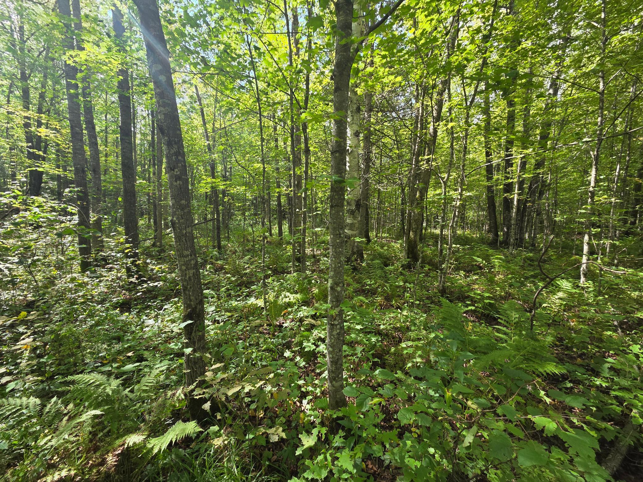 Looking South from the path at a point in the eastern parcel.