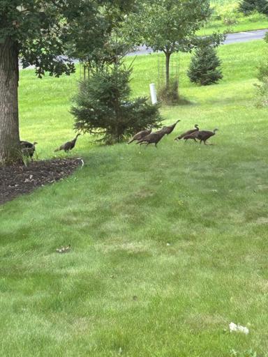1234 County Road J, River Falls, WI 54022