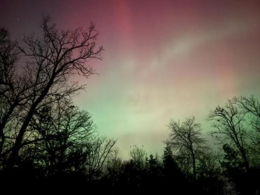 Another spectacular display of the aurora over the treetops.