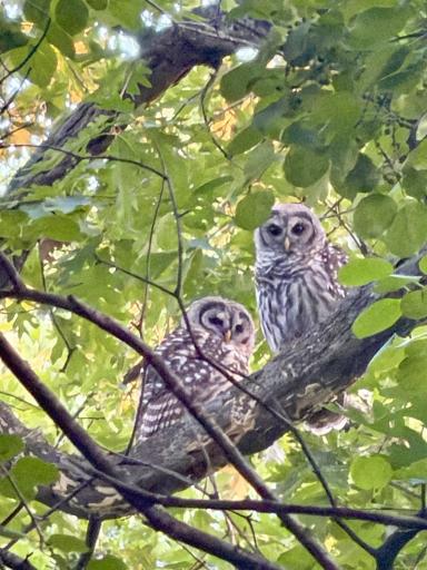 Keep your eyes on the trees. These beautiful barred owls are among the wildlife spotted on the property.