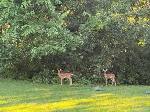 Deer are frequent visitors, adding to the feeling of living close to nature.