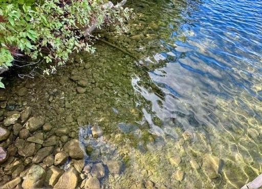 Lake Bottom