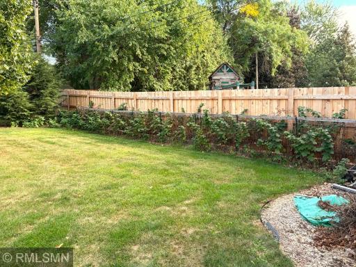 Raspberries along the back fence!