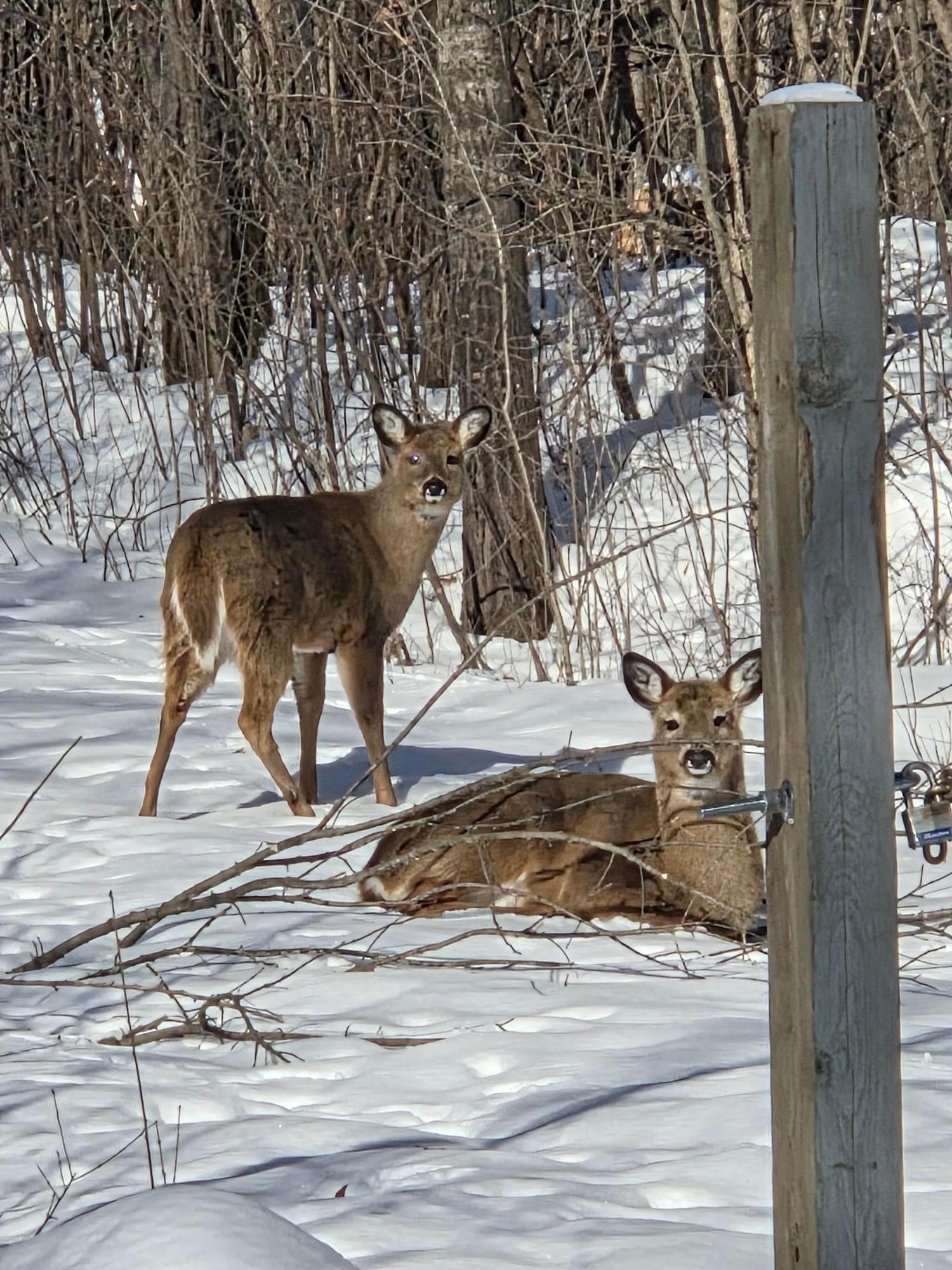 Deer taking a rest