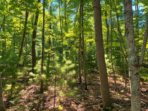 Lot 1 & 2 Bluegill Avenue N, Webster, WI 54893