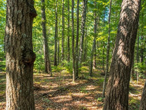 Lot 1 & 2 Bluegill Avenue N, Webster, WI 54893