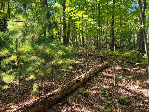 Lot 1 & 2 Bluegill Avenue N, Webster, WI 54893