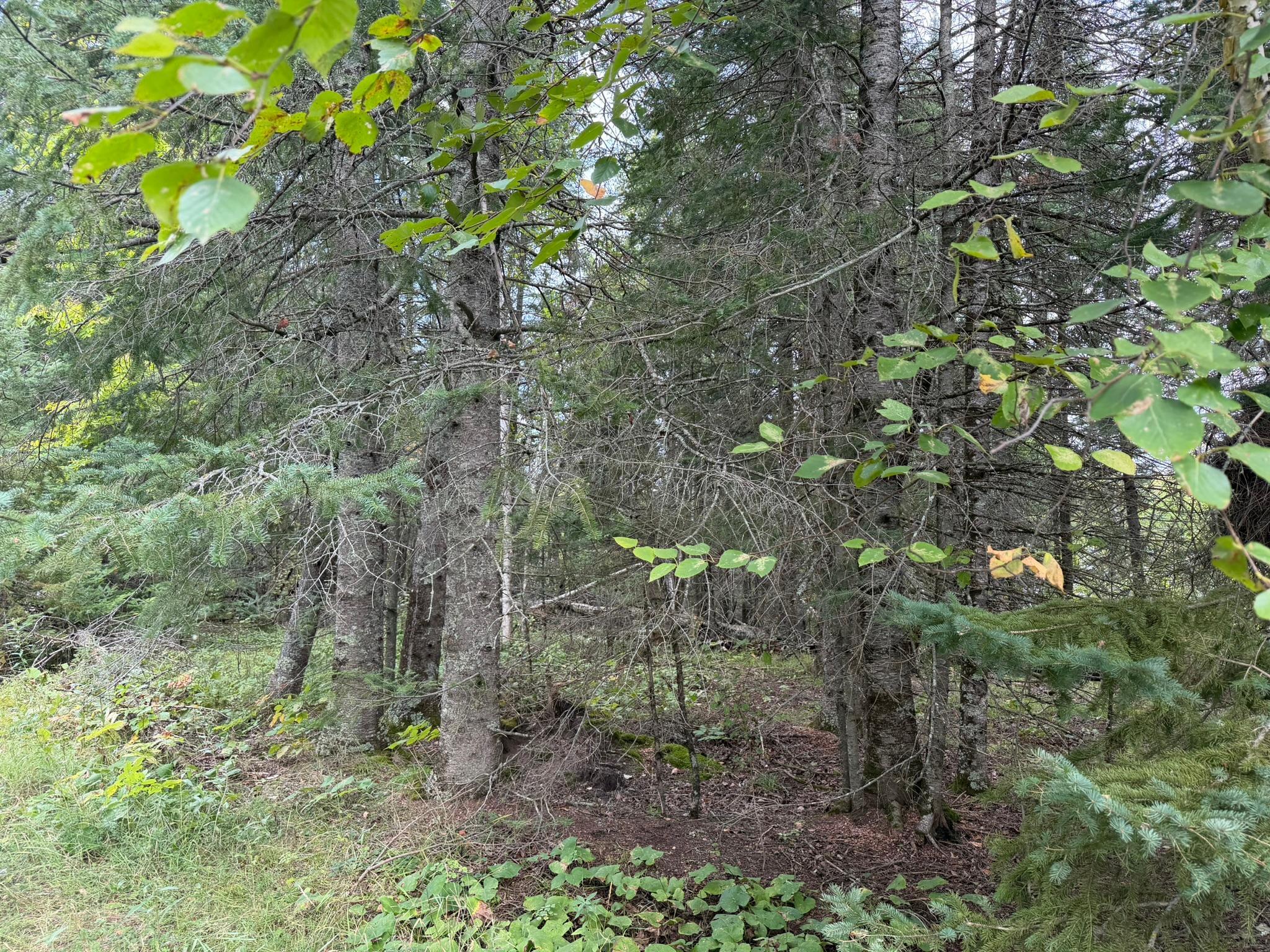 Photo 35