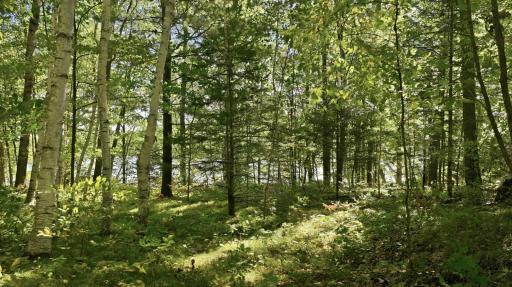 Lot 2 Sugar Bay Road, Chetek, WI 54728