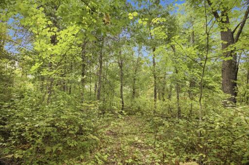 28-web-or-mls-33385-little-mcgraw-lake-rd.jpg