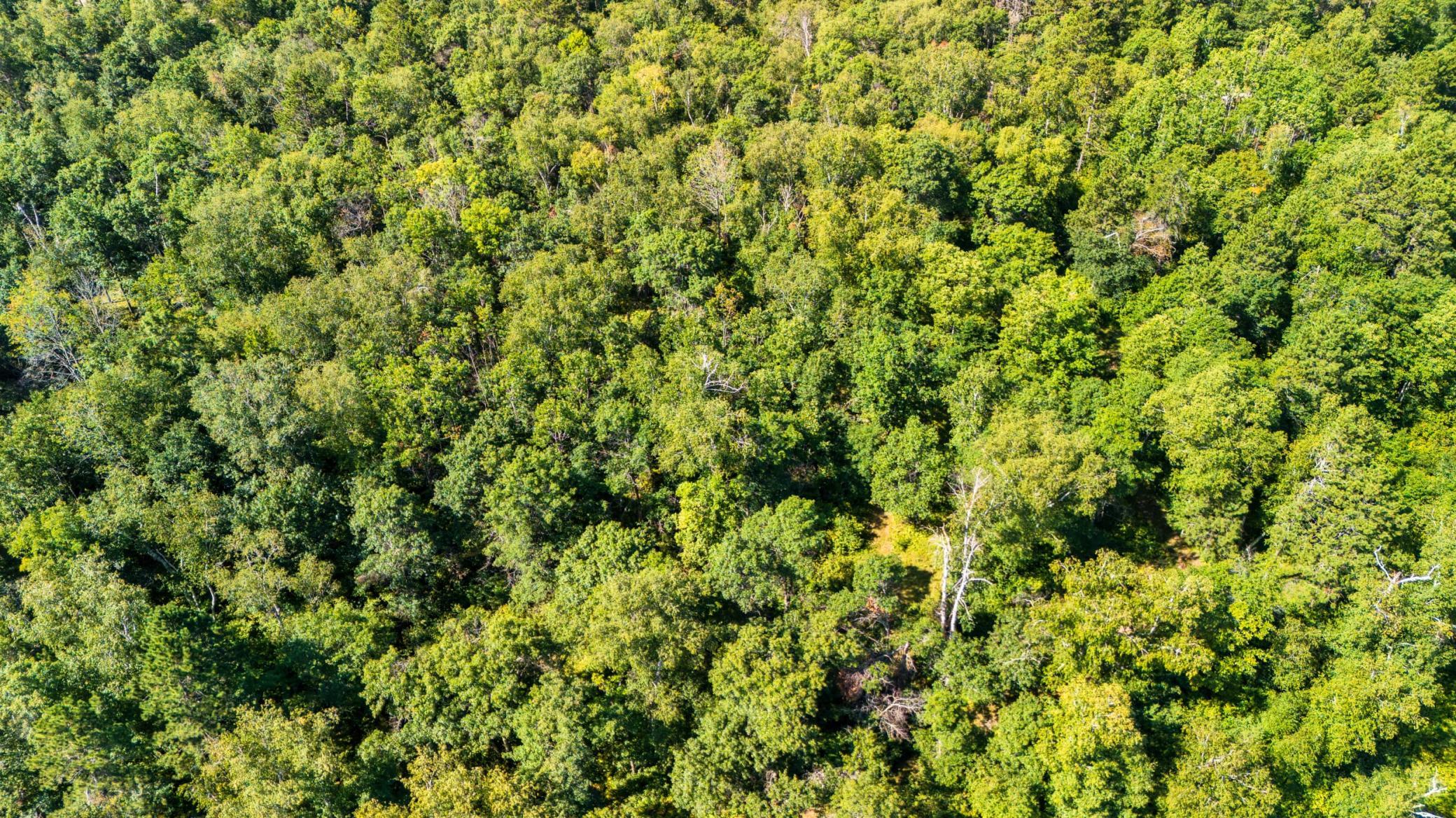Heavily Wooded.jpeg