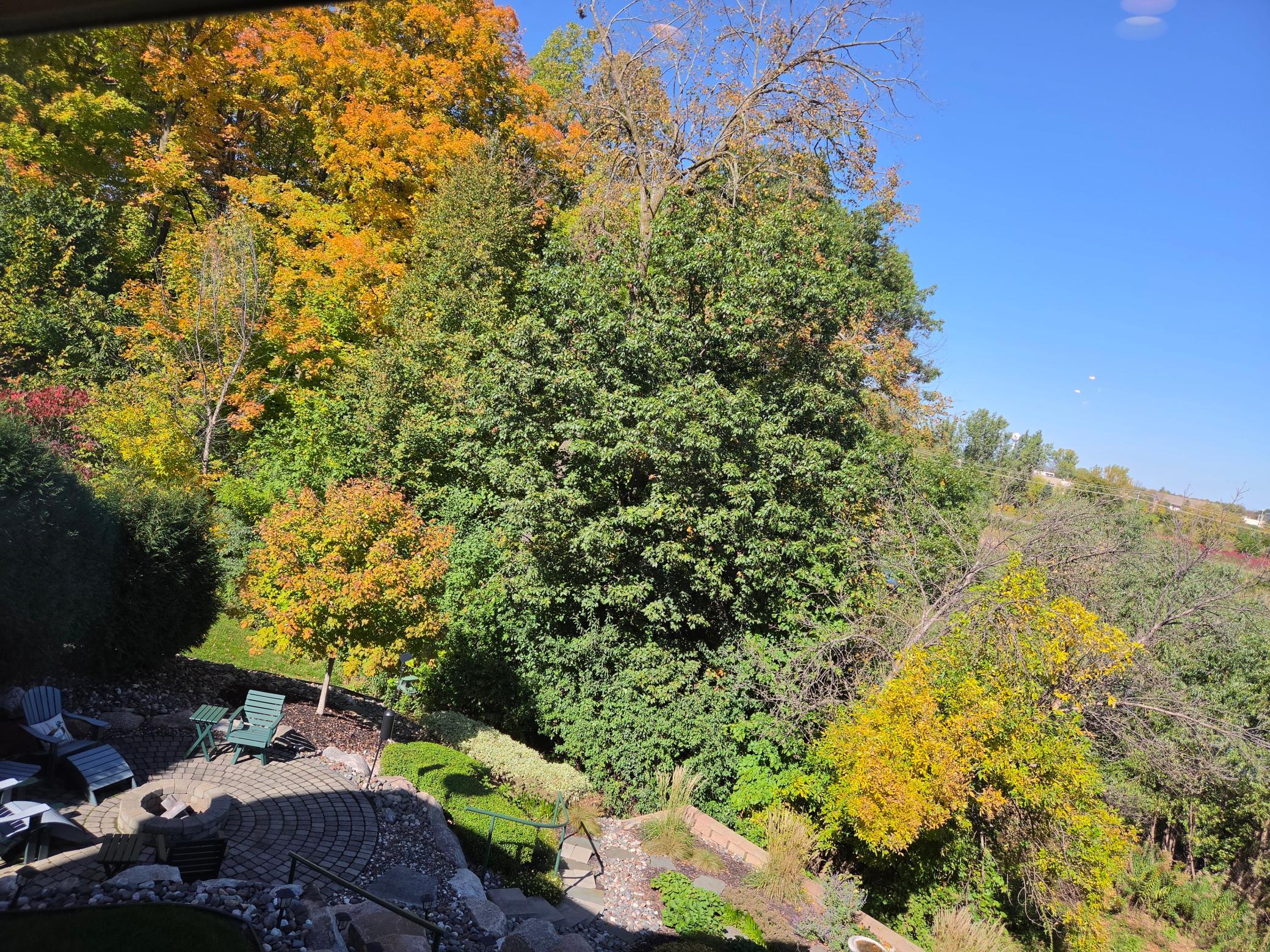 As we enter fall, these leaves will turn to red, yellow & gold