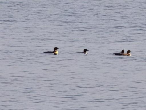 Enjoy the wildlife that frequent the shoreline, bringing nature right to your backyard!