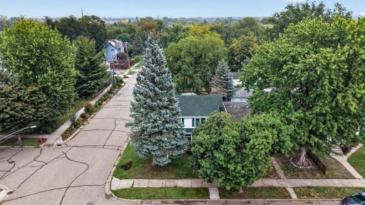 THE FAMOUS BLUE SPRUCE OF BIRDTOWN, BLUE LIGHT BEACON