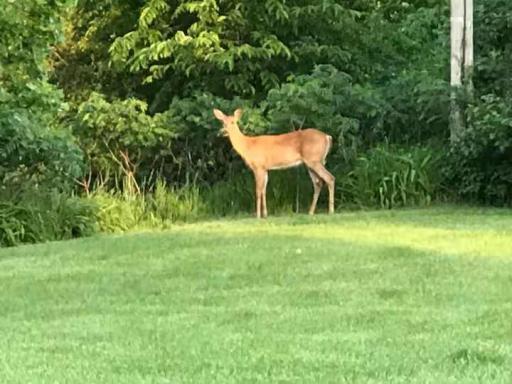 Lots of wildlife!